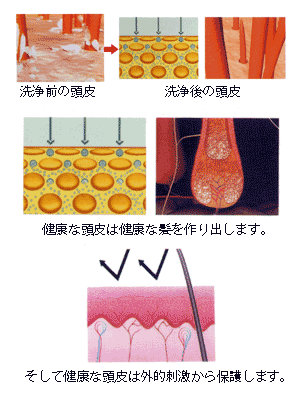 touhi_image.gif